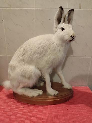 Fiqur, rəng - Ağ — 3