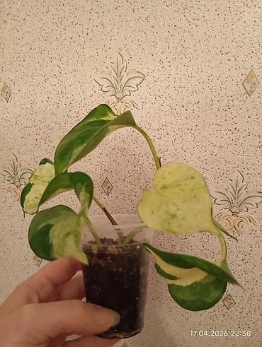 lent gül: Manjula sarmaşıq birkidir.Almaq istəyən şəxslər yazsın! Çatdırılma — 2