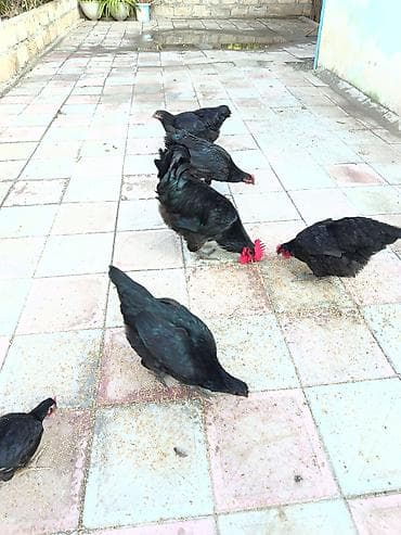 tap az afcarka: Toyuq, Australorp, Damazlıq, Ünvandan götürmə, Ödənişli çatdırılma — 7
