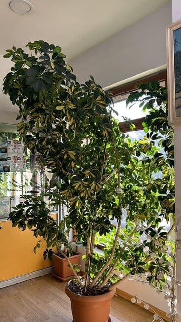 çöl bitkiləri: Шеффлера (Schefflera) комнатное растение, хорошо подойдёт для офиса — 1