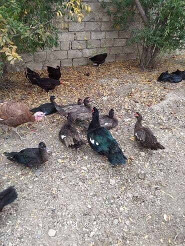 Heyvanlar üçün mallar: Amerkan zumrudu lala ordeklerin 5 Ayliq ve 4 Ayliq balalari satilir — 3