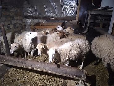 Ünvan maşdağa - Saxlanma: qapalı tövlədə, yemliklərlə birlikdə - lalafo.az -da Ünvan maşdağa - Saxlanma: qapalı tövlədə, yemliklərlə birlikdə -