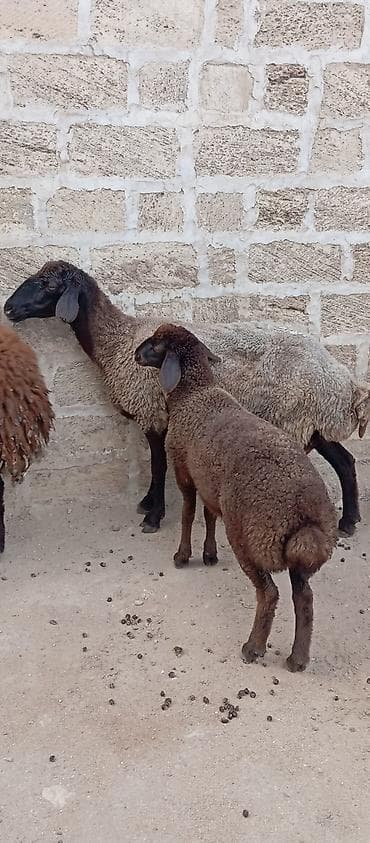 qoyun barter: Salam ünvan Bakıin maştağa kendi obşi 5 baş heyvanlar 1 baş qoç 2 — 5