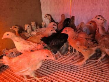 Digər heyvanlar: 1 aylıq tam sağlam çox aktiv kucinka cücələr satılır — 3