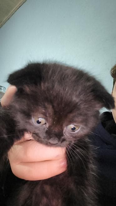 Dişi, Yaxşı əllərə, Ünvandan götürmə