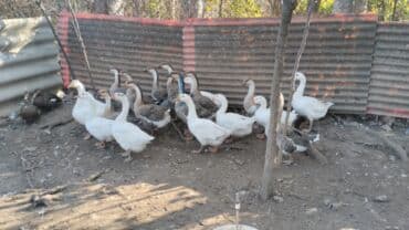 Akvariumlar: Qazlar — 5