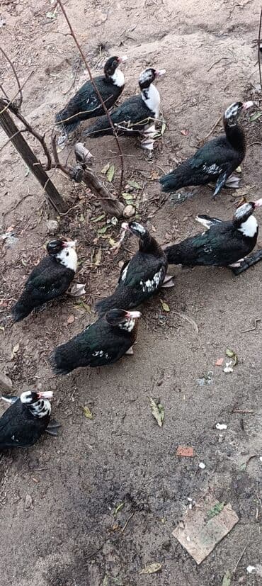 Digər heyvanlar: Lal Ordek kisi Erkek 17 Azn Tecili satilir Cox oldugu ucun satilir — 2