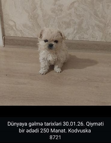 doberman erkek: Pekin cinsi balalar – erkək, 50 günlük. - Yumuşaq, sıx ağ tüklü, yastı — 4