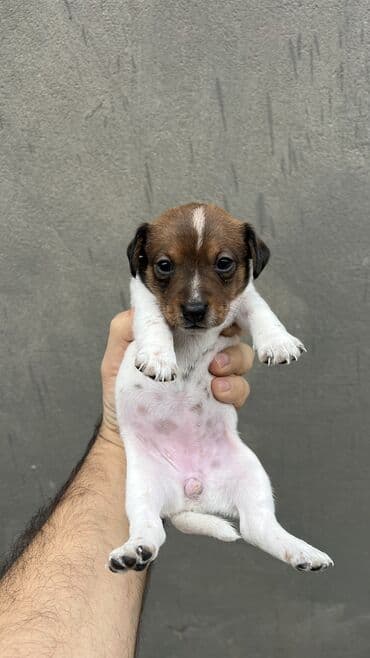 pitbull balası: Cek rassel teryer, Dişi, Ünvandan götürmə — 14