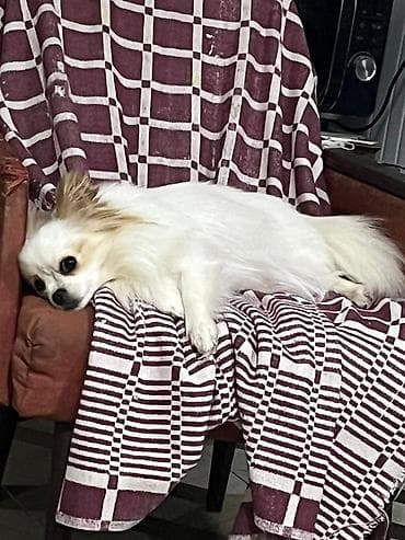 avcarka satisi: Şpitz, 1 il — 5