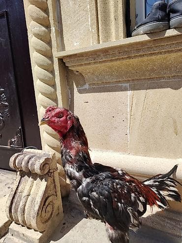 Salam heyrati becesi satilir 9 ayligdi ela heyvandi qizgin heyvandi