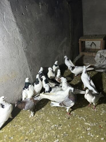 drakon goyərcin: Kom 12 manatdan tek tek ferqldi — 6