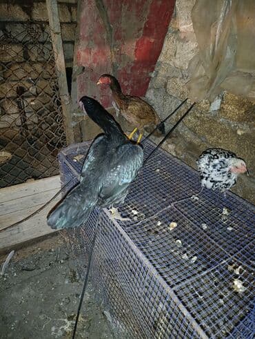 toyuq cücə satışı: Xoruz, il: 1, Ödənişli çatdırılma — 5