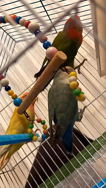 qırğı quşu: Nerazlucnik tutuquşu sevgi quşu erkey disi 2 eded erkey disi Temiz — 8