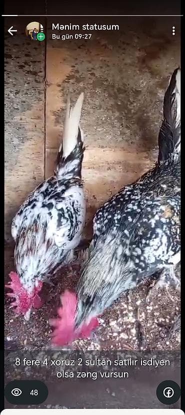 Ferrari: Курица, Для разведения — 3