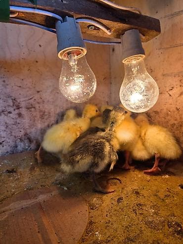 qazl: Məhsul: Qaz balaları (Linda). 14.04.2026 — 4