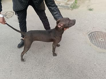 heyvanlar: Pitbul — 2