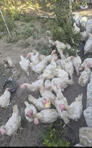 hesterxan toyuq: Toyuq, Damazlıq — 1