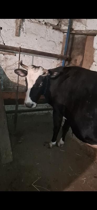 gence it bazari: Fevral ayinin 23 cu dogub balasin yoxdu sudu bu deqe iwimle elaqeder — 1