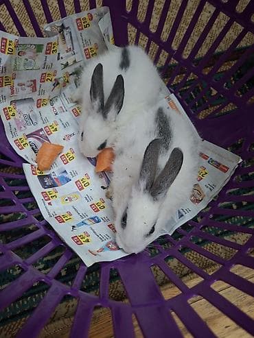 velikan dovsan: Ağ-qara naxışlı balaca dovşanlar - Növ: Ev dovşanı (uzaqqulaqlı) - — 5