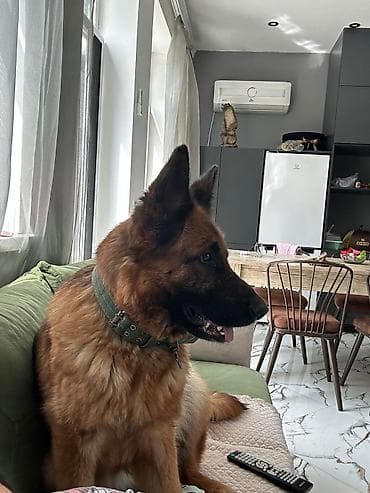 Alman çoban iti, 1 il, Dişi, Peyvəndli, Ünvandan götürmə lalafo.az -da Alman çoban iti, 1 il, Dişi, Peyvəndli, Ünvandan götürmə