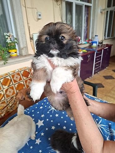 Pekines