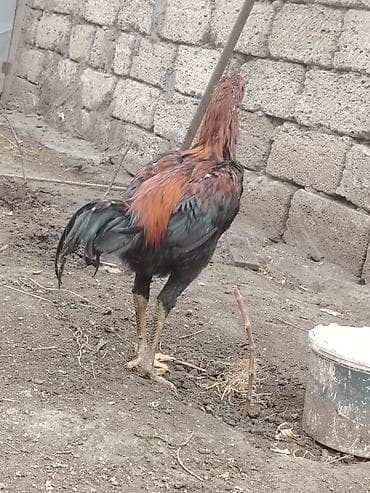 Другие с/х животные: Heyvan isdəyən buyursun amma süper cinsi hərəsi bir birindən — 4