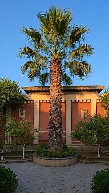 agac satilir: Palma ağacı — 1
