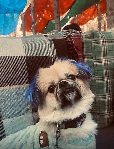 heyvan geyimleri: Pekines — 2