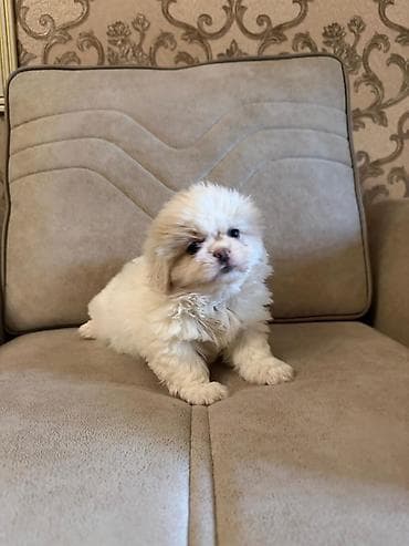 xalli itler: Pekines, Erkek — 1