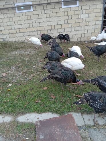 pekines satışı: Məhsul: Hinduşka sürüsü Təsvir: - Şəkillərdə olan sağlam, iriqaşlı — 8