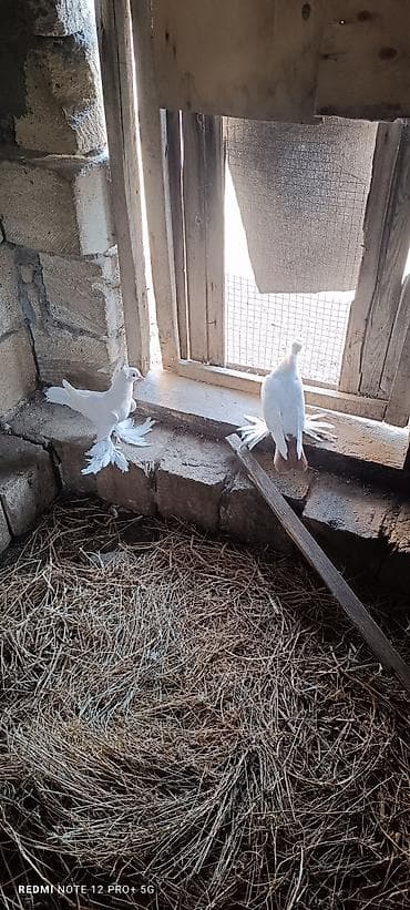 göyərçin satılır: Oynaq qus balasidi bir cut kekili — 2