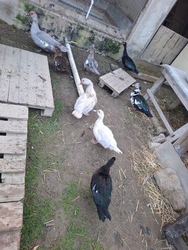 sort qazlar: Musk ördəkləri (hind ördəyi) satılır. Xüsusiyyətlər:her sort var lal — 1