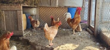 Gəmiricilər: Toyuq, Yumurtalıq, Ünvandan götürmə, Ödənişli çatdırılma — 12