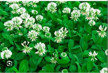 gül toxumları satışı: Gulu yonca 3 rengli və bir rengli danimarka sortu revendel catirilma — 2