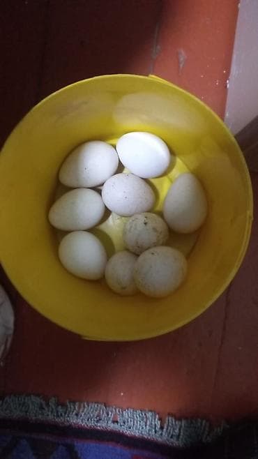 reqem tortlar instagram: Boz hinduşqalarin yumurtalari 1-biri 3 manat — 1