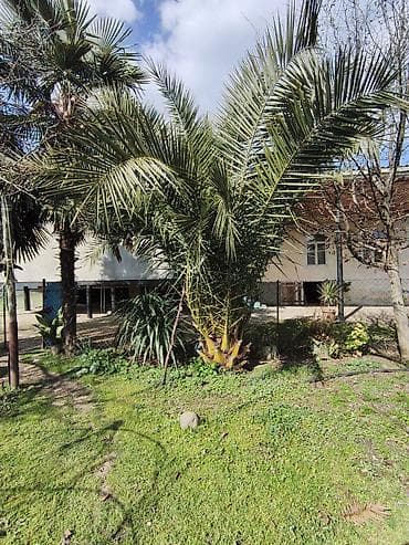 Xurma (xurma xurması) palmı – dekorativ bağ bitkisi - Növ: Xurma