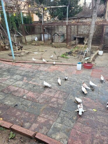 hava matoru: Məhsul: Qanadlı ev heyvanı – saqqallı, lələkləri ayaqlı bəzəkli — 5