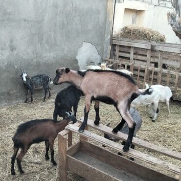 yerli cins inekler: Əmlik cepisler kəsmək üçün say və seçim çoxdur buyurun. alpin çəpiş 3 — 5
