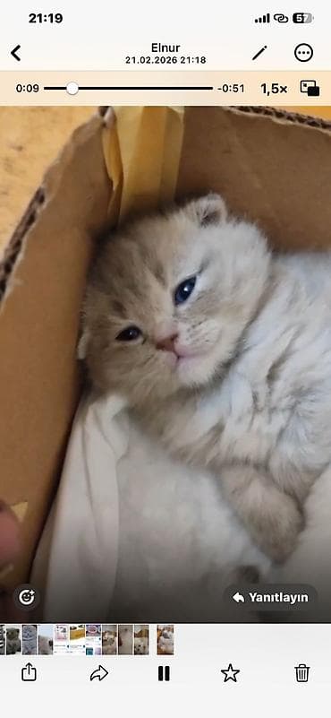 britanski pisik: Britan — 5