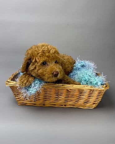 хочу купить маленькую собачку: Пудель — 7