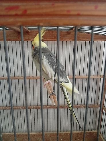 papağ şekili: Nymph paraketləri (Cockatiel) – 2 ədəd Xüsusiyyətlər: - Rəng: sarı — 4