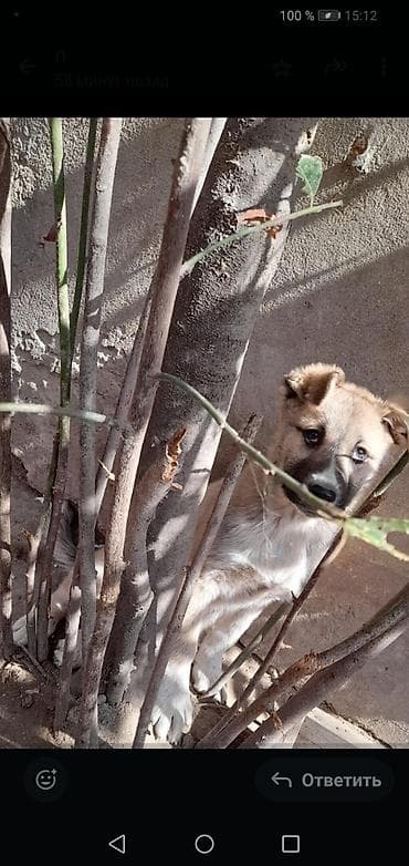 Balaca, mehriban balaca it balası - Cins: qarışıq (orta–iri ölçülü