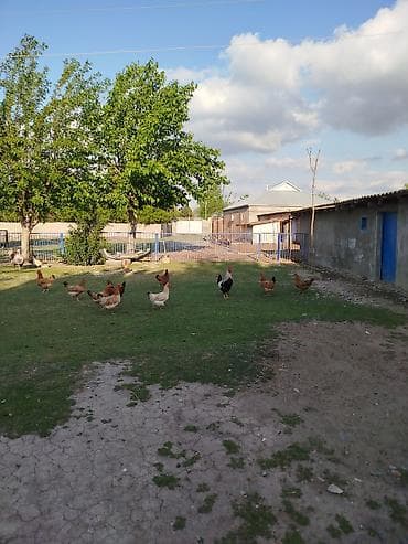 Kənd toyuqları satılır. 11 ədəddir, 10 fərə 1 xoruz, təbbi şəraitdə