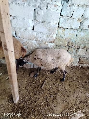 heyvan bazari keci: Cütü 630 qoyunlar satılır istəyən olsa yazsın videosunu atım baxın — 2