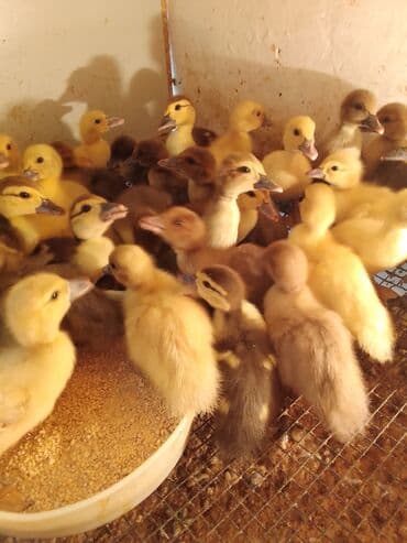 ingilis setteri it cinsinin digər adı nədi: Məhsul: Lal ördək (Muscovy) – damazlıq quşlar, balalar və kəsilmiş ət — 4