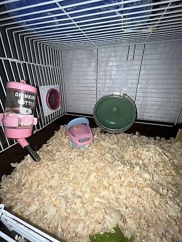 it dami satilir: Cüce hamster və tam dəst aksesuarlar Qefes ile biryerde satılır 2-3 — 4