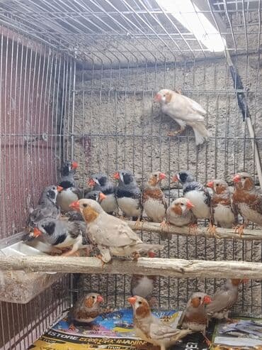 amadin yuvası: Amadin quşları Saglam 2024- 2025 uzuklu zebra amadin cutler satilir — 2