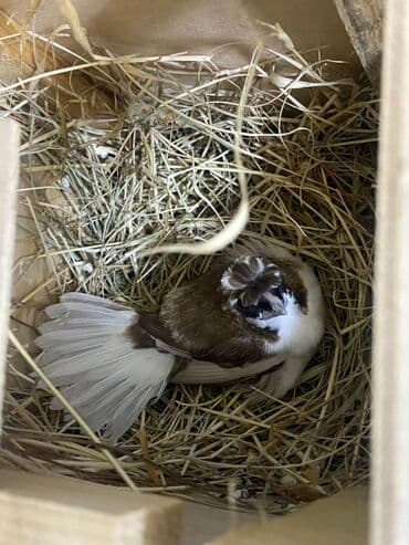 qaz qusu: YAPON AMADİN cüt. Yumurta qoyurlar hal hazırda. Qəfəs,yuva,aksesuarlar — 2