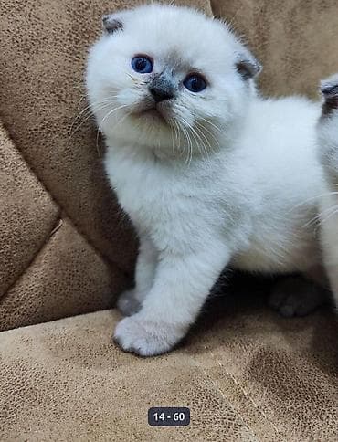 keci seki: Şotland yastı qulaq — 5